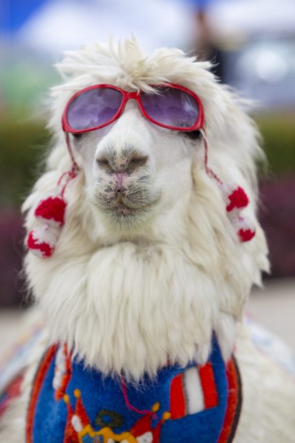 Sexy white lama wearing sunglass and a colored scarf on the square of Huaraz in Peru (Selective focus)